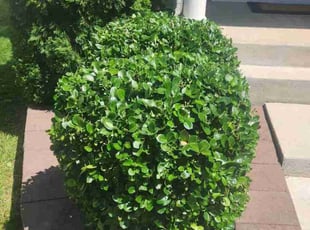 Linda S.'s Bush Trimming service result