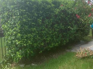 Mallory B.'s Bush Trimming service result