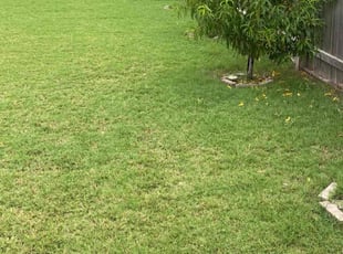 Jeff E.'s lawn service service result