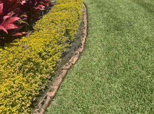 Diane D.'s grass maintenance service result