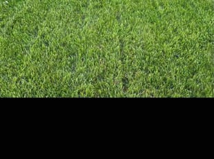 Dave F.'s lawn service service result