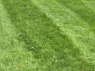 Earl V.'s lawn service service result