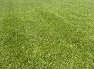 Dorrissa S.'s grass cutting service result
