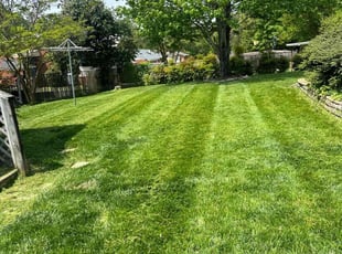 Lily M.'s grass maintenance service result