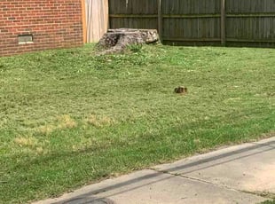Salena B.'s grass cutting service result