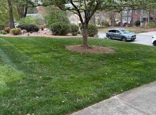 Ana M.'s lawn care service result