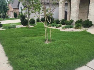 Dorthy G.'s grass maintenance service result