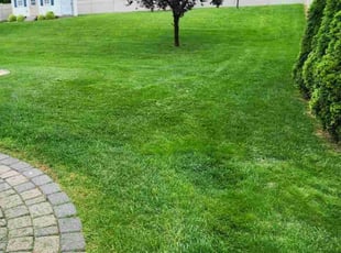 Kasey S.'s turf maintenance service result