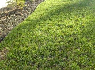Andrea H.'s lawn maintenance service result