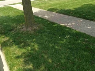 Jose G.'s turf care service result