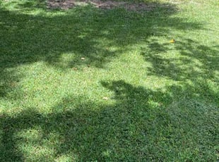 Jimmie L.'s landscaping service result