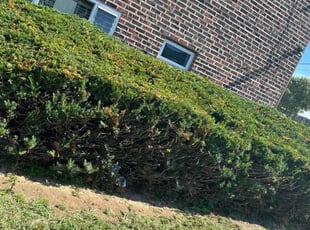 Pat D.'s lawn care services service result