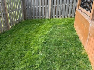 Jeff C.'s grass cutting service result