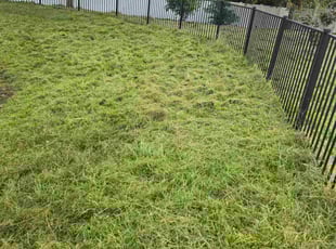 Silvia W.'s lawn service service result