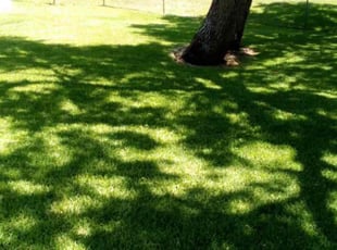 Crystal B.'s grass cutting service result