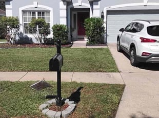 Shannon G.'s turf maintenance service result
