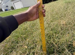 Lisa O.'s lawn care services service result