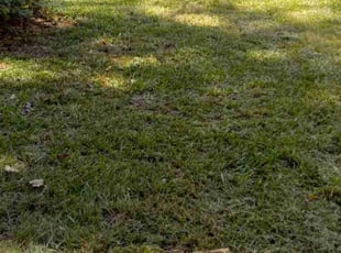 Chris G.'s turf maintenance service result