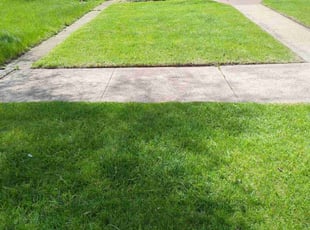 Nicole W.'s grass cutting service result
