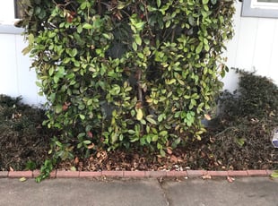 Angela W.'s Bush Trimming service result