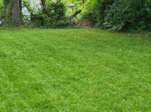 Briana S.'s grass maintenance service result