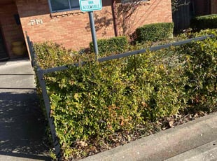 Betty D.'s Bush Trimming service result