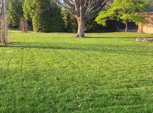 Maritza B.'s lawn care service result