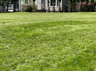 David D.'s grass maintenance service result