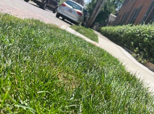 Amanda K.'s grass maintenance service result