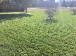 Caleb P.'s Leaf Removal service result