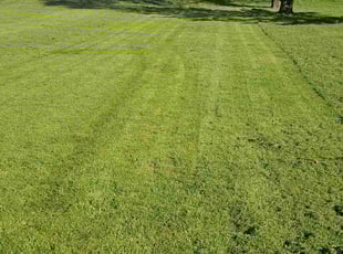 James A.'s lawn care services service result