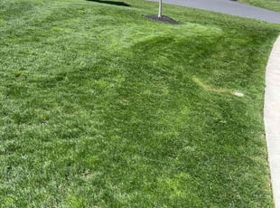 Juan M.'s lawn service service result