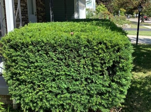 Kevin L.'s Bush Trimming service result