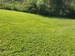 Siva P.'s lawn care services service result