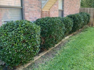 Sally B.'s Bush Trimming service result