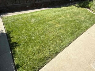 Diane H.'s grass maintenance service result