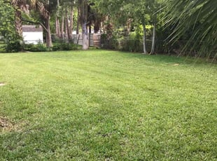 Michael S.'s grass cutting service result