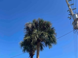 Elizabeth L.'s Tree Trimming service result