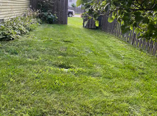 Stephanie J.'s grass maintenance service result