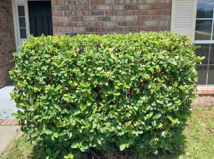 Deanna B.'s Bush Trimming service result