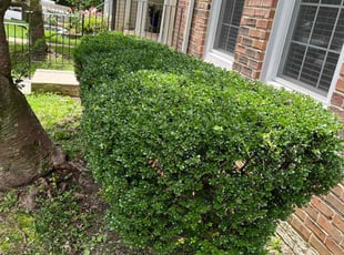 Lakisha T.'s Bush Trimming service result