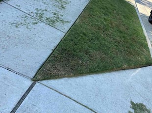 Jen S.'s turf care service result