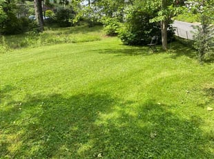 Andree B.'s lawn care service result