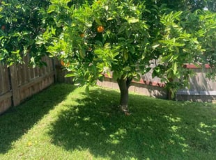 Frank T.'s lawn care services service result