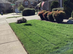 Vasudev M.'s grass maintenance service result