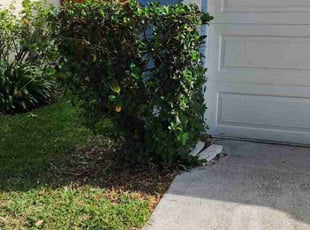 Laura K.'s Bush Trimming service result