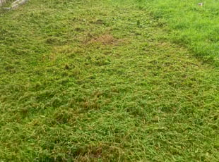 James U.'s turf maintenance service result