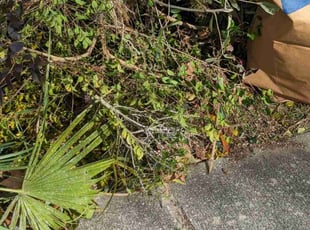 Bob S.'s Bush Trimming service result