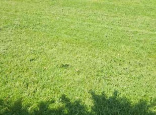 Ricardo S.'s grass maintenance service result