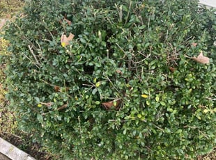 Damaris D.'s Bush Trimming service result
